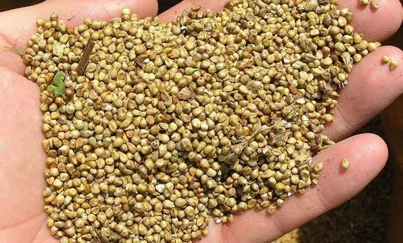 دخن حب غير مقشور 1 kg